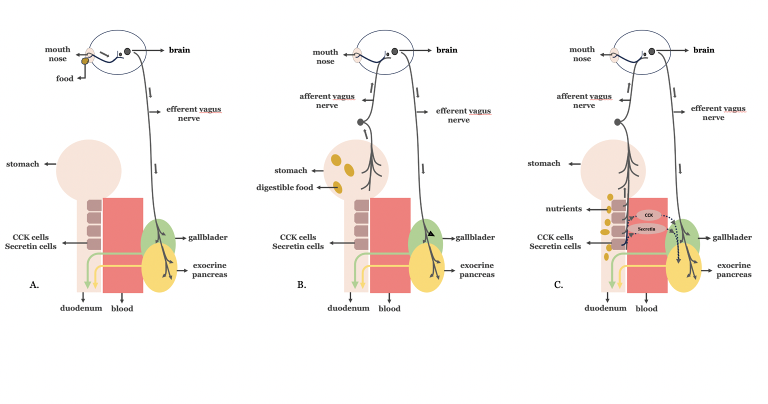 a diagram of a cell