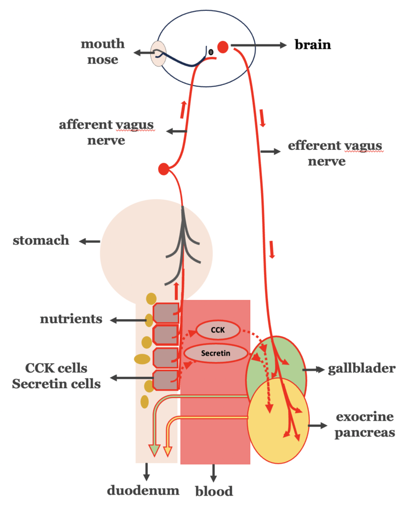 diagram of a diagram of a human body