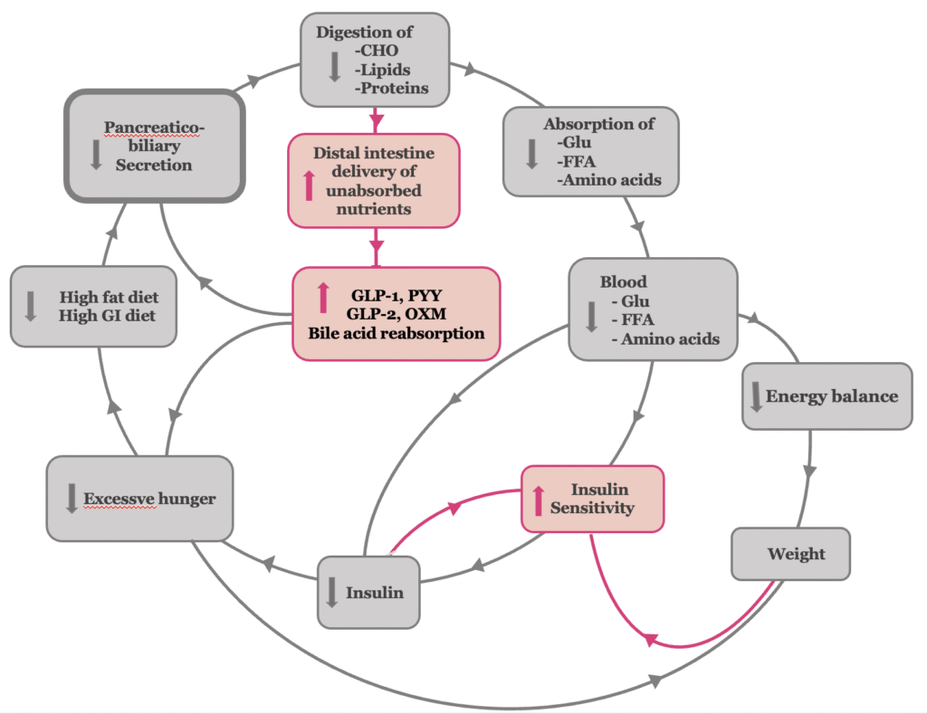 The antidiabetic mechanism of bariatric-metabolic surgery at the insulin resistance stage of type 2 diabetes