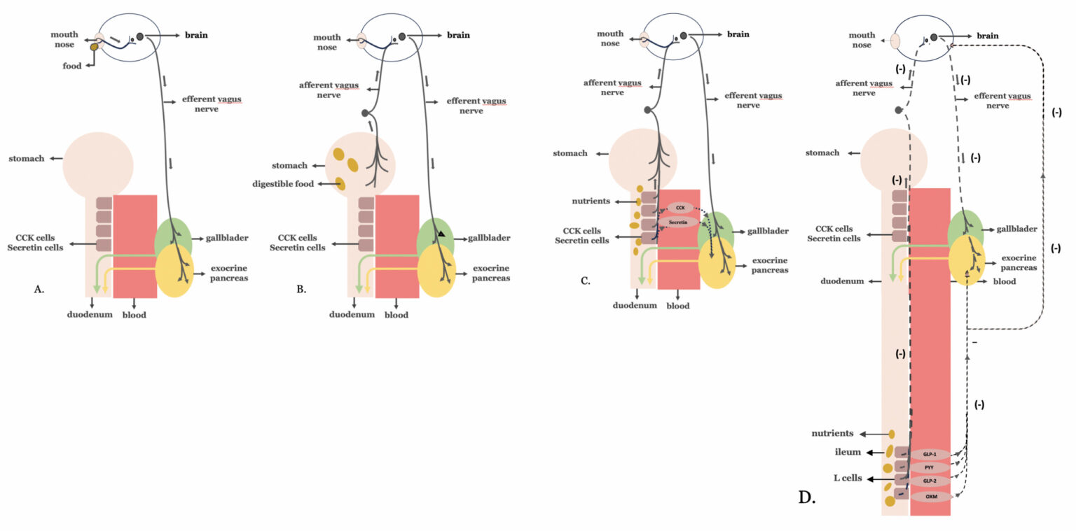 Regulation of biliopancreatic secretion