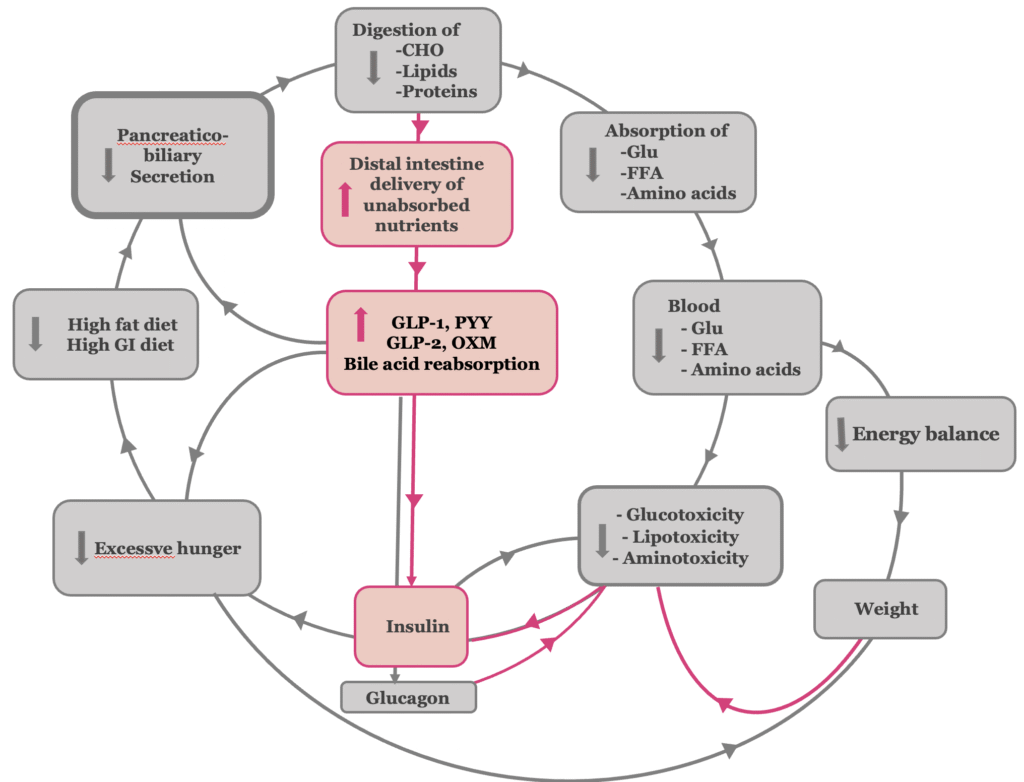 Anti-diabetic mechanism of biliopancreatic inhibition at b-cell dysfunction stage of diabetes